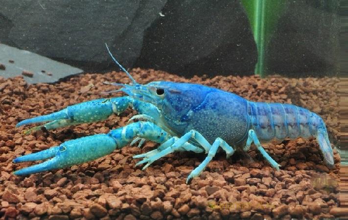 Рак аквариумный купить. Procambarus alleni синий Флоридский рак.. Флоридский синий краб. Аквариумные рачки. Рачки в аквариуме.