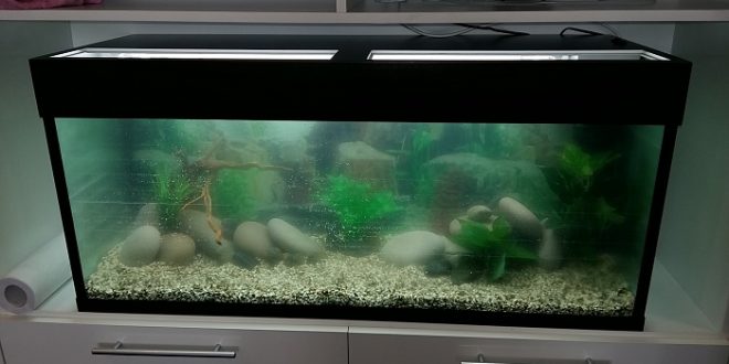 Подмена воды в домашнем аквариуме
