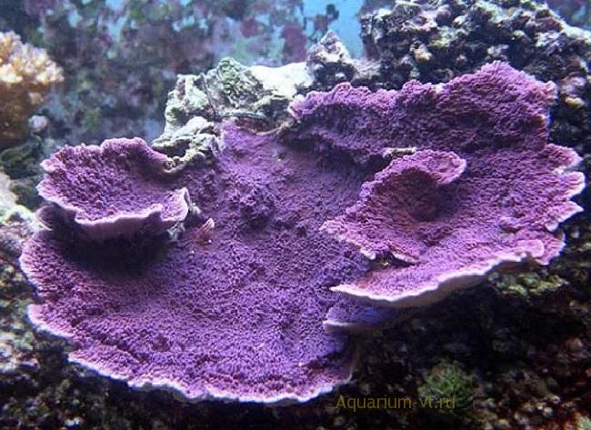 Кормление кораллов