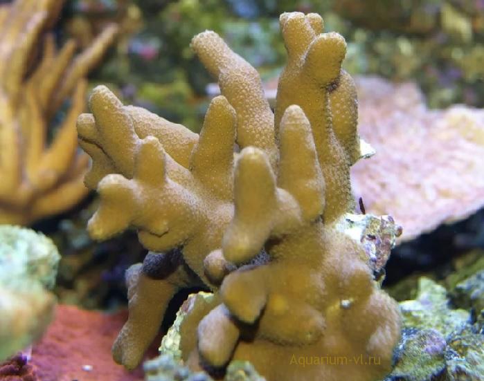 Морские кораллы фото и названия
