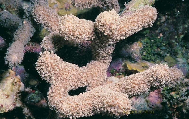 Кораллы в морском аквариуме виды