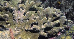 Каталог морских кораллов