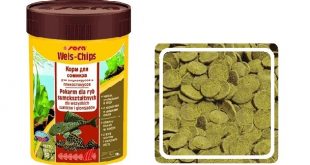 Sera Wels Chips: корм для анциструсов, птеригоплихтов