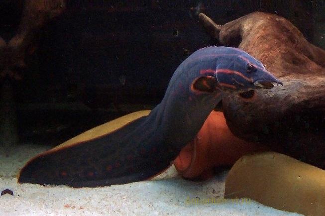 Кормление в аквариуме Мастацембелуса краснополосого