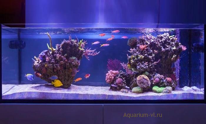 Особенности рифового аквариума