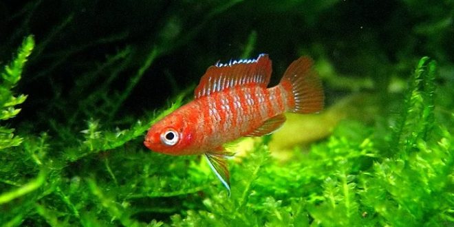 аквариумная рыбка Дарио красный